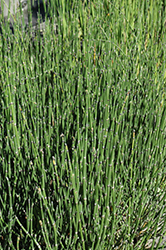 Scouring Rush Horsetail (Equisetum hyemale 'var. affine') at Lakeshore Garden Centres