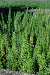 Mare's Tail (Hippuris vulgaris) at Lakeshore Garden Centres