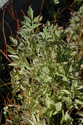 Water Celery (Oenanthe javanica) at Lakeshore Garden Centres