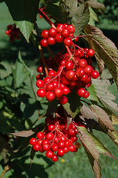 Hahs American Cranberry (Viburnum trilobum 'Hahs') at Lakeshore Garden Centres