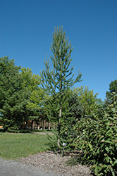 Jacobsen's Pyramid Japanese Larch (Larix kaempferi 'Jacobsen's Pyramid') at Lakeshore Garden Centres