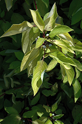 Erika The Blonde Red Twig Dogwood (Cornus sericea 'KLM RR') at Lakeshore Garden Centres