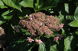Izu No Hana Hydrangea (Hydrangea macrophylla 'Izu No Hana') at Lakeshore Garden Centres