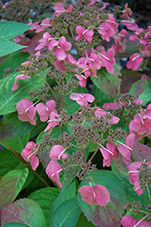 Twirligig Hydrangea (Hydrangea serrata 'Shojo') at Lakeshore Garden Centres