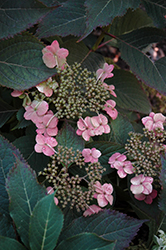 Spreading Beauty Hydrangea (Hydrangea serrata 'Spreading Beauty') at Lakeshore Garden Centres