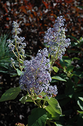 Gloire de Varsailles New Jersey Tea (Ceanothus x delilianus 'Gloire de Versailles') at Lakeshore Garden Centres