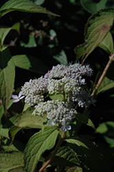 Diadem Hydrangea (Hydrangea serrata 'Diadem') at Lakeshore Garden Centres