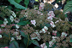 Avelroz Hydrangea (Hydrangea serrata 'Dolmyf') at Lakeshore Garden Centres