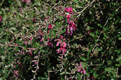 Spring Grove Bush Clover (Lespedeza thunbergii 'Spring Grove') at Lakeshore Garden Centres