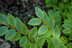 Aureomarginata California Privet (Ligustrum ovalifolium 'Aureomarginata') at Lakeshore Garden Centres