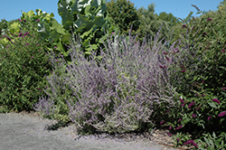Longin Russian Sage (Perovskia atriplicifolia 'Longin') at Lakeshore Garden Centres