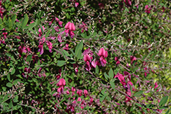 Little Buddy Bush Clover (Lespedeza thunbergii 'Little Buddy') at Lakeshore Garden Centres