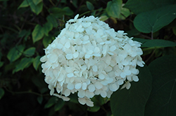 Samantha Hydrangea (Hydrangea radiata 'Samantha') at Lakeshore Garden Centres