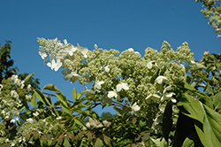 Greenspire Hydrangea (Hydrangea paniculata 'Greenspire') at Lakeshore Garden Centres