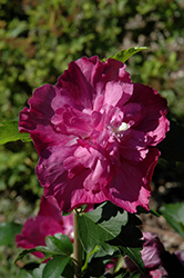 Purple Ruffles Rose of Sharon (Hibiscus syriacus 'Purple Ruffles') at Lakeshore Garden Centres