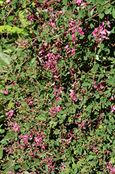 Pink Bush Clover (Lespedeza thunbergii) at Lakeshore Garden Centres