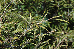Mercedes Fernleaf Beech (Fagus sylvatica 'Mercedes') at Lakeshore Garden Centres