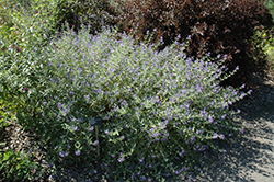 Arthur Simmonds Caryopteris (Caryopteris x clandonensis 'Arthur Simmonds') at Lakeshore Garden Centres