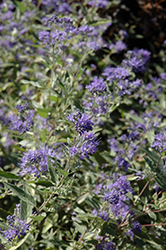 Arthur Simmonds Caryopteris (Caryopteris x clandonensis 'Arthur Simmonds') at Lakeshore Garden Centres