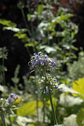 Crepuscule Clematis (Clematis 'Crepuscule') at Lakeshore Garden Centres