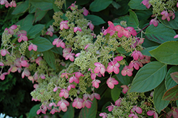 Angel's Blush Hydrangea (Hydrangea paniculata 'Ruby') at Lakeshore Garden Centres