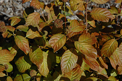 Flower Power Button Bush (Cephalanthus occidentalis 'Flower Power') at Lakeshore Garden Centres