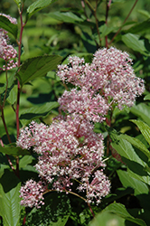 Marie Rose New Jersey Tea (Ceanothus 'Minmarose') at Lakeshore Garden Centres