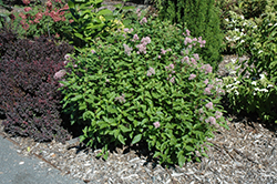 Marie Rose New Jersey Tea (Ceanothus 'Minmarose') at Lakeshore Garden Centres