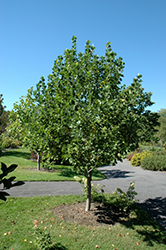 Ardis Tuliptree (Liriodendron tulipifera 'Ardis') at Lakeshore Garden Centres