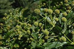 Sputnik Button Bush (Cephalanthus occidentalis 'Sputnik') at Lakeshore Garden Centres