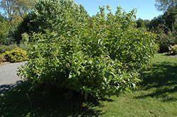 Sputnik Button Bush (Cephalanthus occidentalis 'Sputnik') at Lakeshore Garden Centres