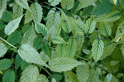 Geisha Japanese Kerria (Kerria japonica 'Geisha') at Lakeshore Garden Centres