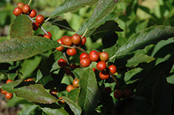 Sunset Winterberry (Ilex verticillata 'Sunset') at Lakeshore Garden Centres