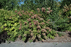 Mega Mindy Hydrangea (Hydrangea paniculata 'Ilvomindy') at Lakeshore Garden Centres