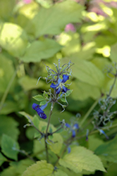 Cassandra Tube Clematis (Clematis heracleifolia 'Cassandra') at Lakeshore Garden Centres