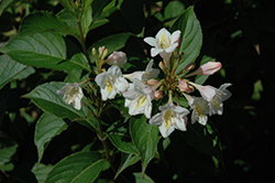 Cream Poppet Weigela (Weigela florida 'Cream Poppet') at Lakeshore Garden Centres