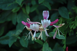 Serotina Honeysuckle (Lonicera periclymenum 'Serotina') at Lakeshore Garden Centres