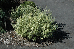White Suprise Varigated Caryopteris (Caryopteris x clandonensis 'White Surprise') at Lakeshore Garden Centres