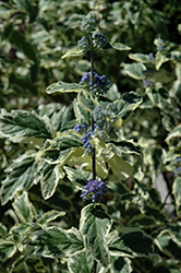 White Suprise Varigated Caryopteris (Caryopteris x clandonensis 'White Surprise') at Lakeshore Garden Centres