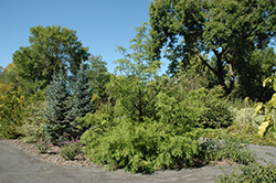 Spring Cream Dawn Redwood (Metasequoia glyptostroboides 'Spring Cream') at Lakeshore Garden Centres