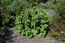 Caricature Weigela (Weigela florida 'Caricature') at Lakeshore Garden Centres