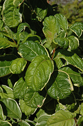 Caricature Weigela (Weigela florida 'Caricature') at Lakeshore Garden Centres