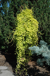 Groometown Garnet Clematis (Clematis viorna 'Groometown Garnet') at Lakeshore Garden Centres