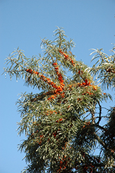 Tatjana Sea Buckthorn (Hippophae rhamnoides 'Tatjana') at Lakeshore Garden Centres
