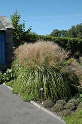 Huron Sunrise Maiden Grass (Miscanthus sinensis 'Huron Sunrise') at Peter Knippel Garden Centre