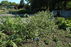 Honeycomb Butterfly Bush (Buddleia x weyeriana 'Honeycomb') at Lakeshore Garden Centres