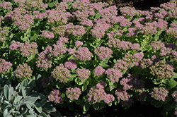 Carmen Stonecrop (Sedum spectabile 'Carmen') at Lakeshore Garden Centres