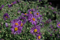 Davey's True Blue Aster (Symphyotrichum novi-belgii 'Davey's True Blue') at Lakeshore Garden Centres