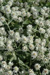 Triple-nerved Pearly Everlasting (Anaphalis triplinervis) at Lakeshore Garden Centres