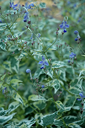 Snow Fairy Variegated Bluebeard (Caryopteris divaricata 'Snow Fairy') at Lakeshore Garden Centres